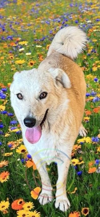 Отдам даром в добрые руки собаку метис лабрадора