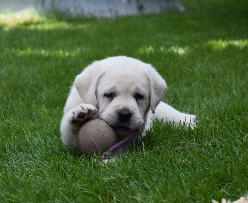 Labrador retriever biszkoptowa suczka szczeniak