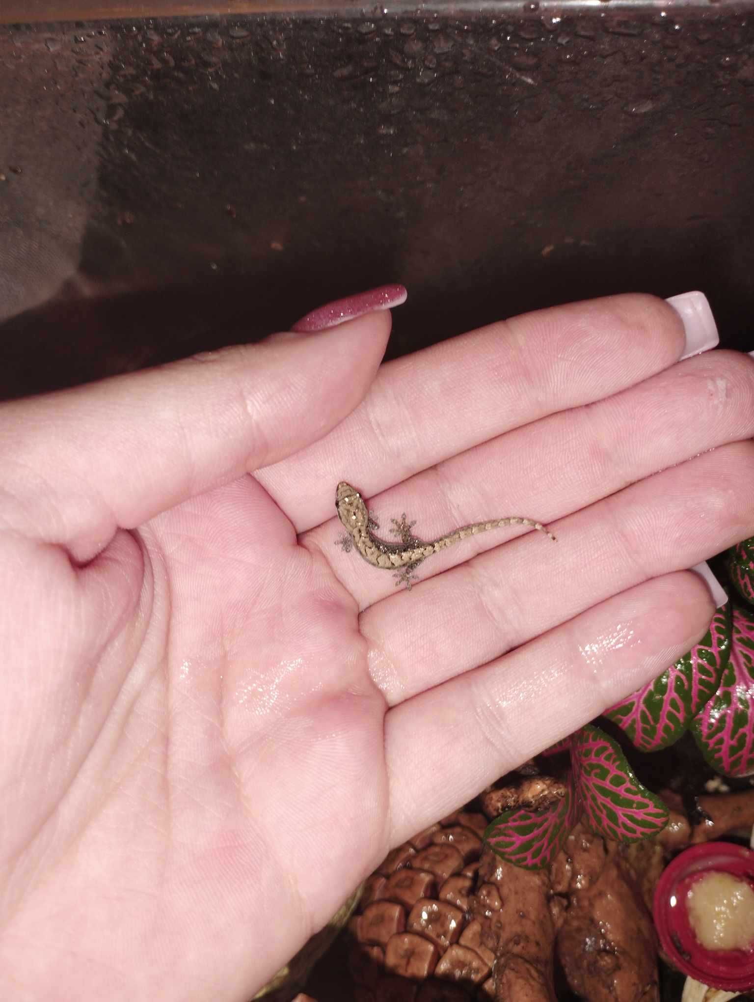Gekon płaczący Lepidodactylus lugubris - młode i dorosłe
