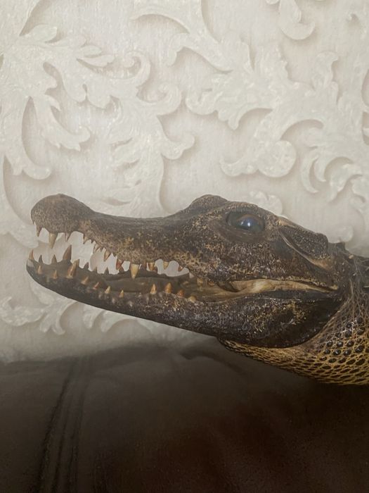 Продам чучело крокодила кайман