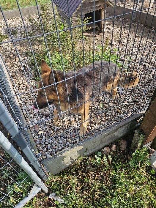 Owczarek niemiecki w dobre ręce