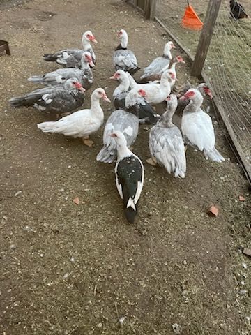 Sprzedam kaczki i kaczory