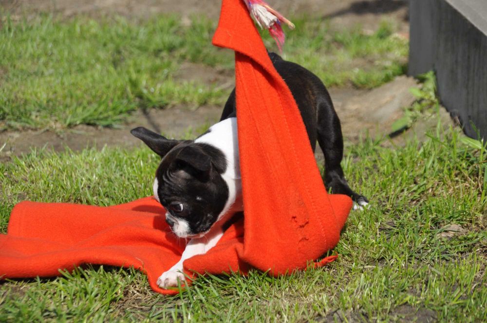 Śliczny, energiczny szczeniak Boston Terrier, gotowy do zmiany domu!