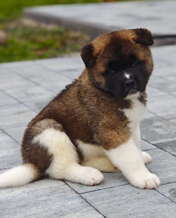 Akita amerykańska piesek ZKwP