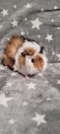 Świnka morska świnki morskie cavia domowa rozetki