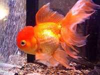 Оранда - золотая рыбка (красная шапочка)