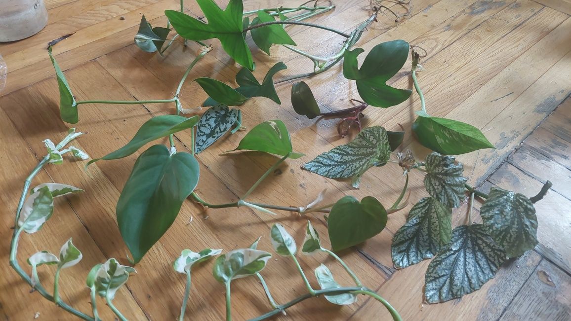 Zestaw roślin, begonia, philodendron, epipremnum