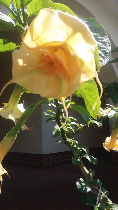 Datury 3 szt  2 pelne ,1 pojedyncze