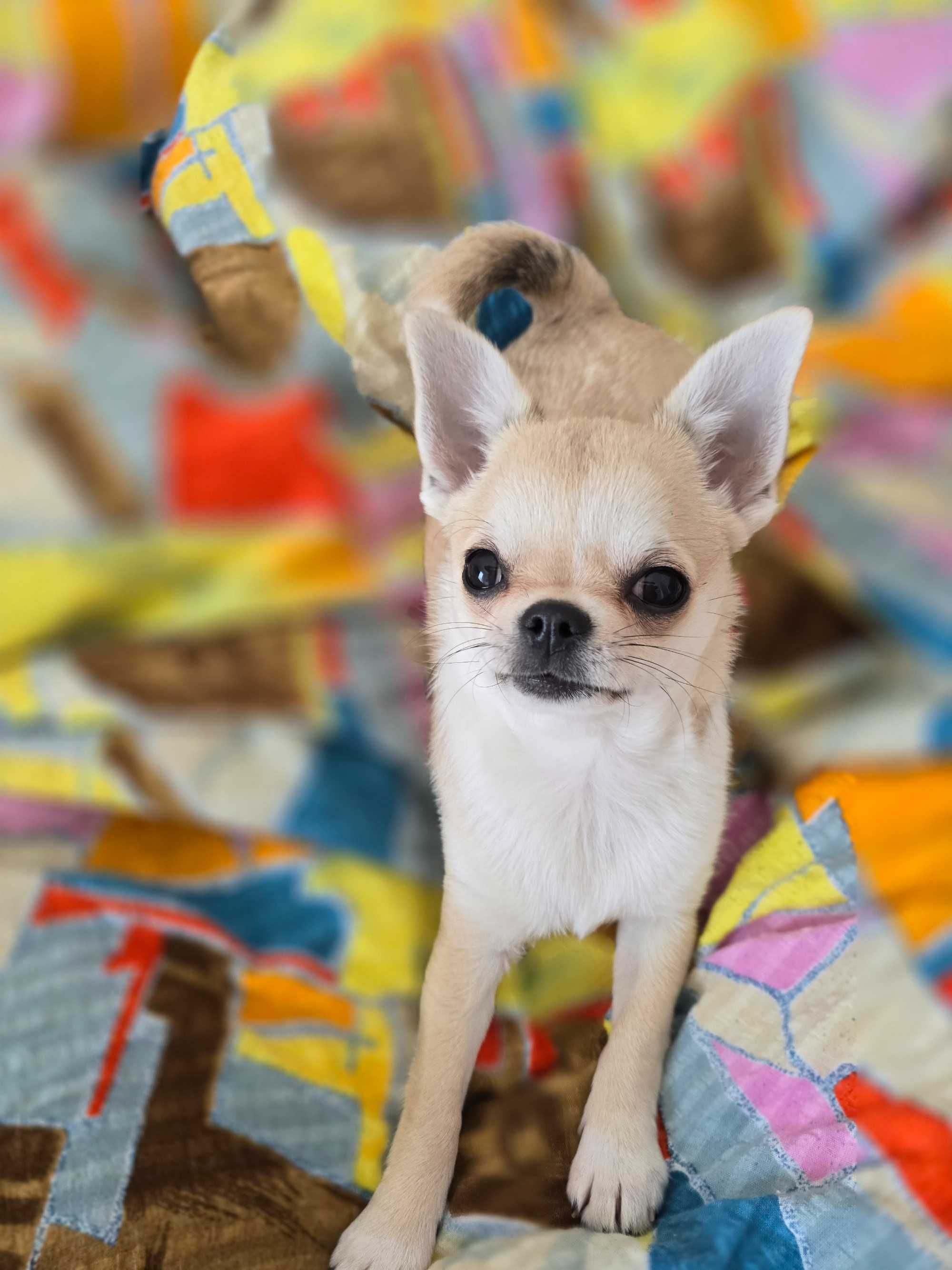 Malutka Chihuahua ZKwP FCI