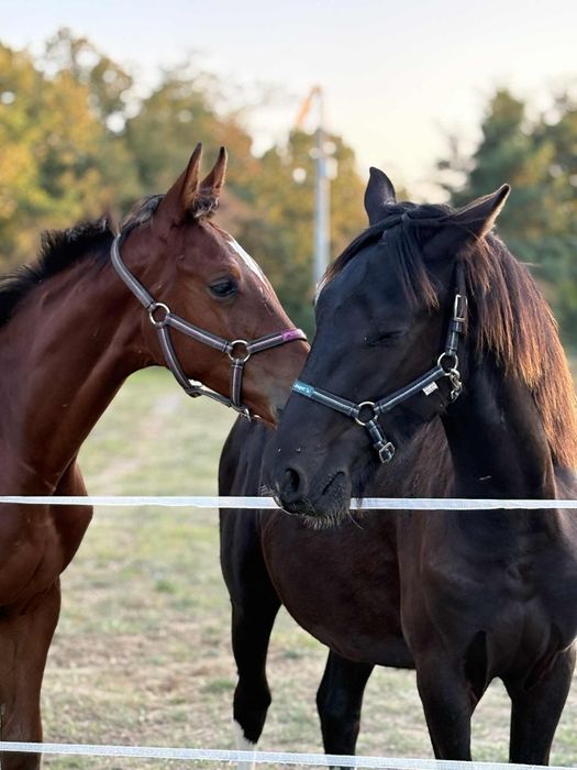Super ogierek Nesspreso