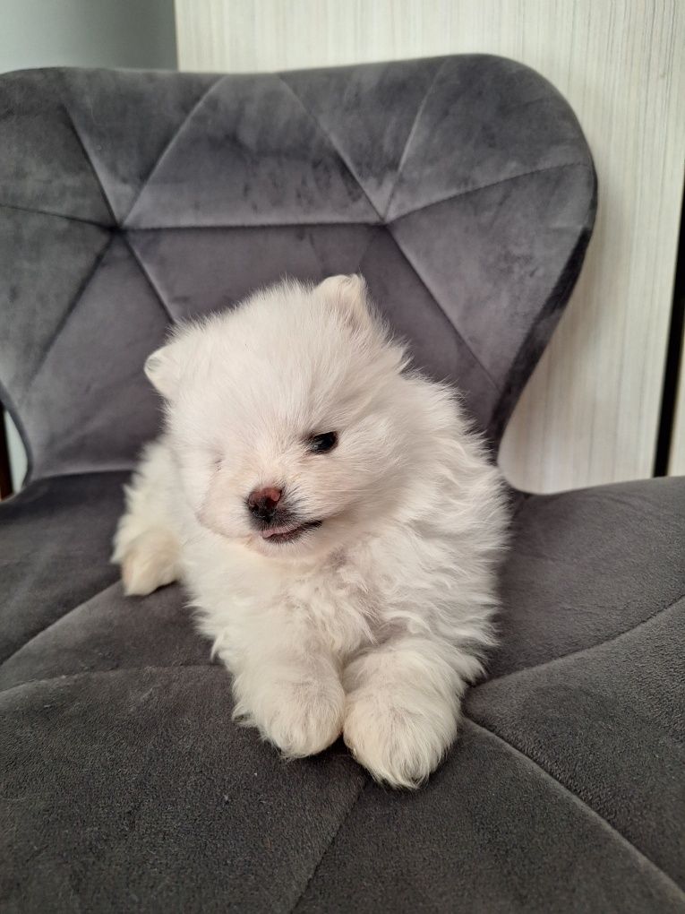Szpic Miniaturowy Pomeranian piesek