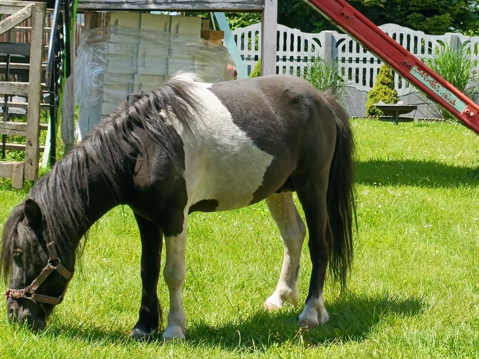 Ogier z licencją kuc szetlandzki, Kucyki, hucuły. LIKWIDACJA STADA