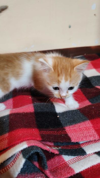 Руда киця шукає дім