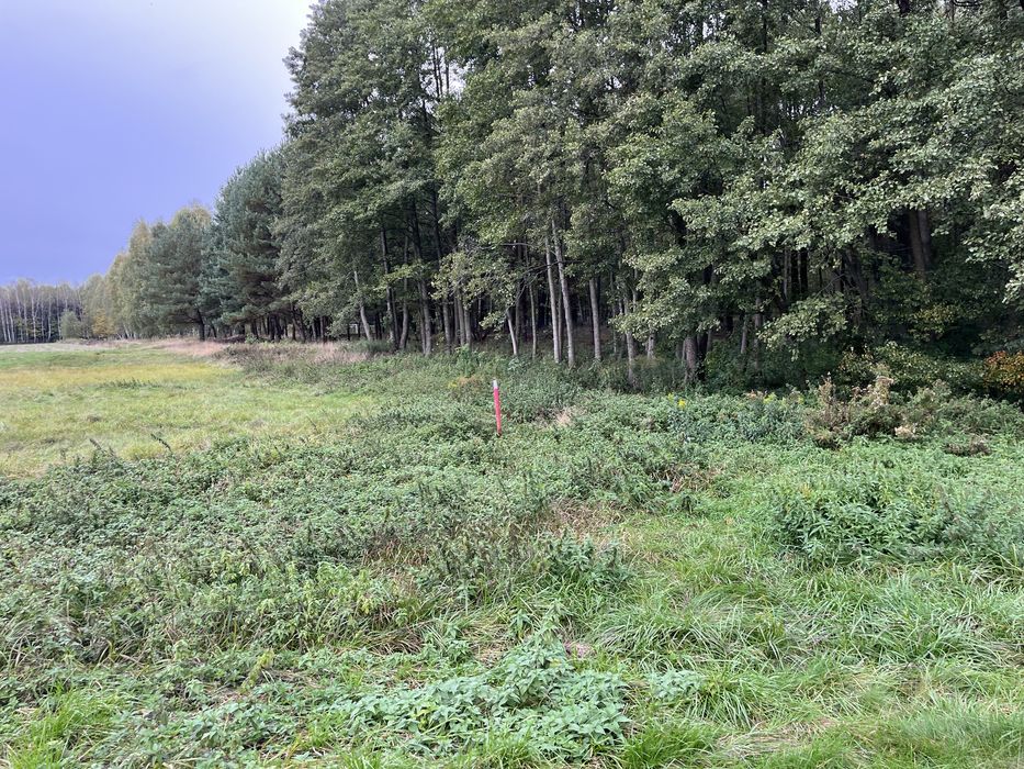 Działka budowlana Golce Piaskowa 32/80m łączna powierzchnia 1,8h