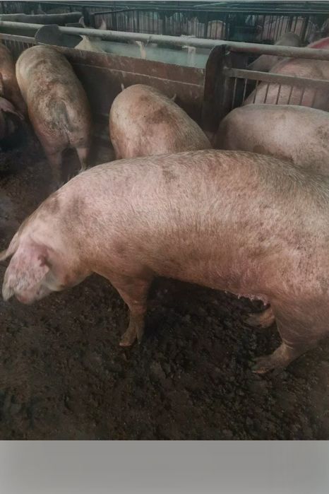 У Продажу Свині Живою Вагою 72грн/кг М'ясні