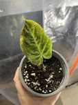 Philodendron splendid