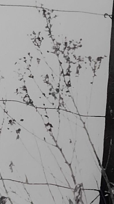 Allan Manus – „Winter Fence” (fotografia artystyczna, 2005)