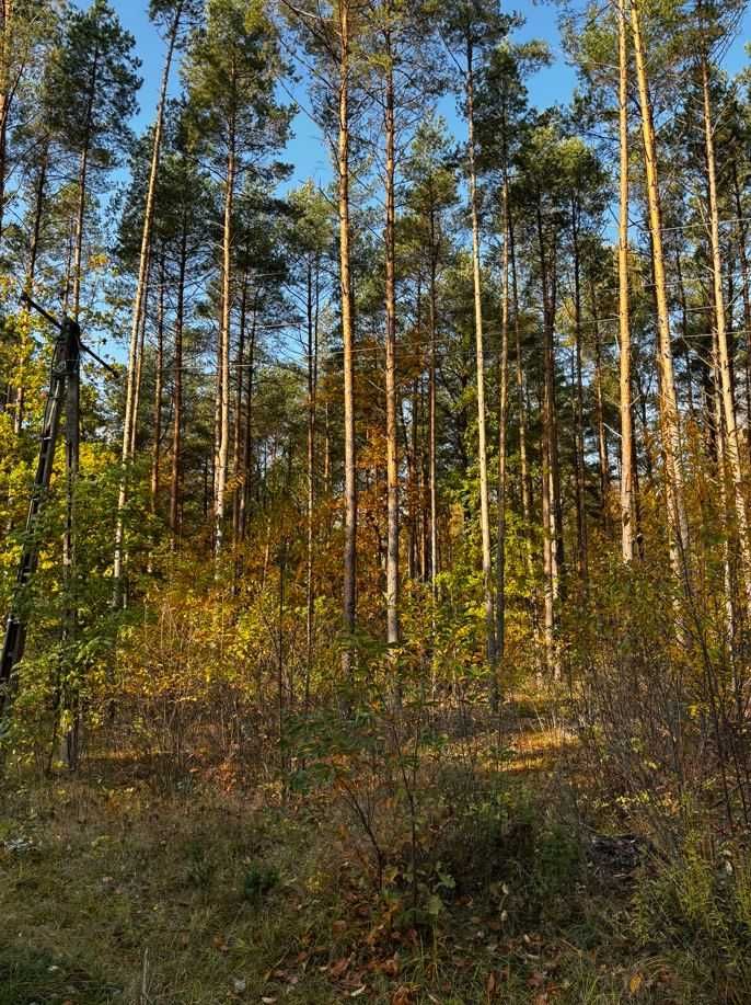 Duża działka leśna w miejscowości Błędnica, 9,7142 ha