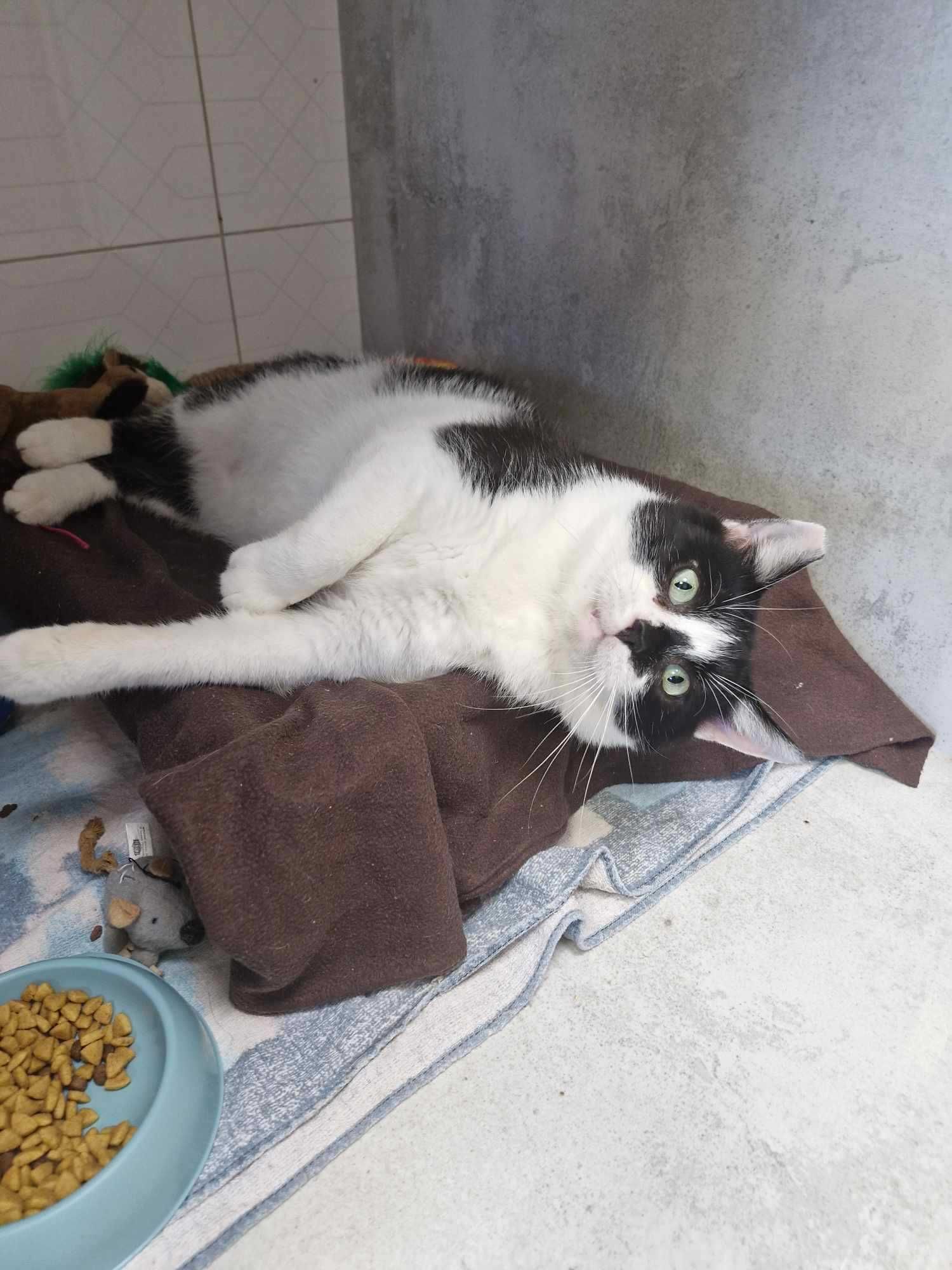Taki kot jak on to skarb! ADOPTUJ BOBISIA - opiekun małych kotków