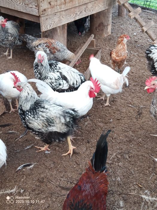 Koguty leghorn, legbar cream, wyandotte srebrnołuskowanej, zielononóż