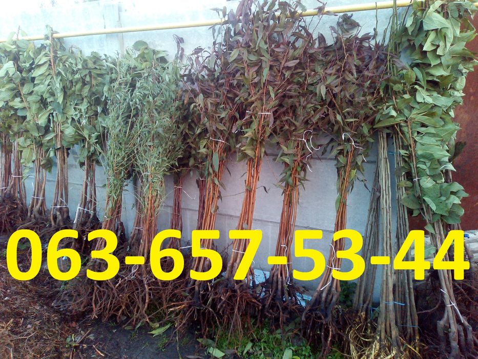 Персик Груша Яблоня Абрикос Слива Черешня Нектарин Магнолии Сакура