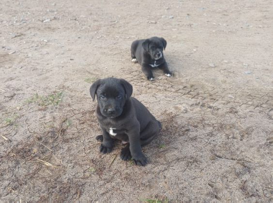 Oddam szczeniaki pieski