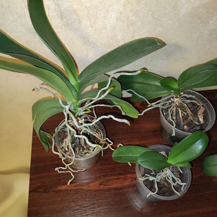 Маленька орхідея