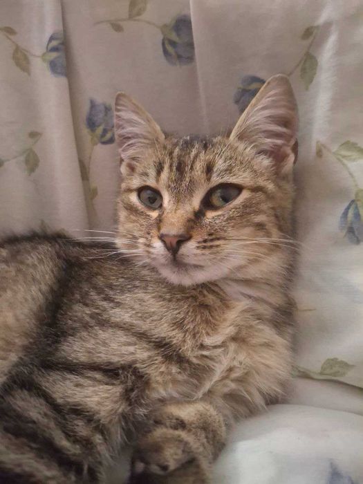 Віддам лісову красуню в добрі руки