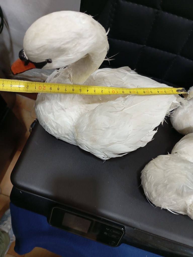 40€ Conjunto de 3 gansos com penas verdadeiras entrego em Rio tinto