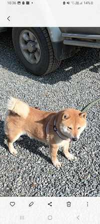 Shiba Inu suka z rodowodem