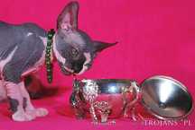 Sphynx Sfinks * Śliczny Kocio • do odbioru Kastrat • Wawa & Sosnowiec