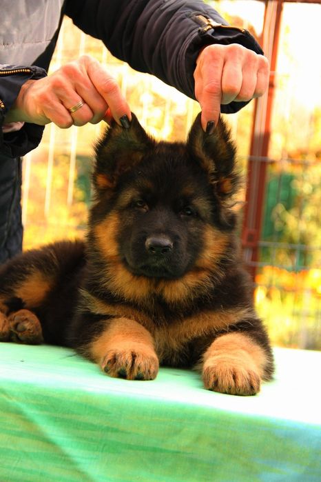 Німецька вівчарка Цуценята