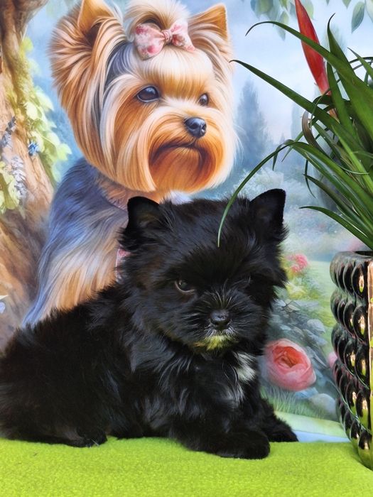 Yorkshire terrier czarny z rodowodem