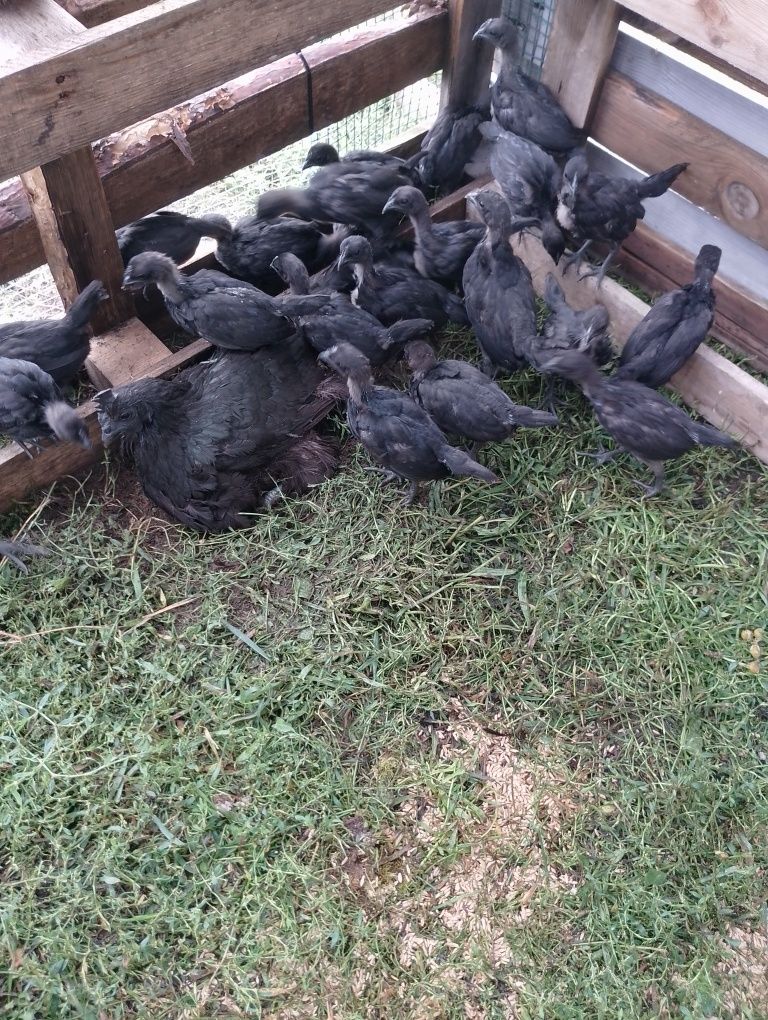 Jajka lęgowe  ayam cemani
