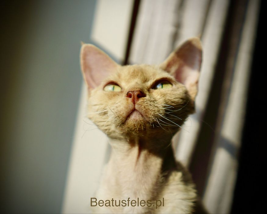 Cudowny kocurek Devon Rex Warszawa