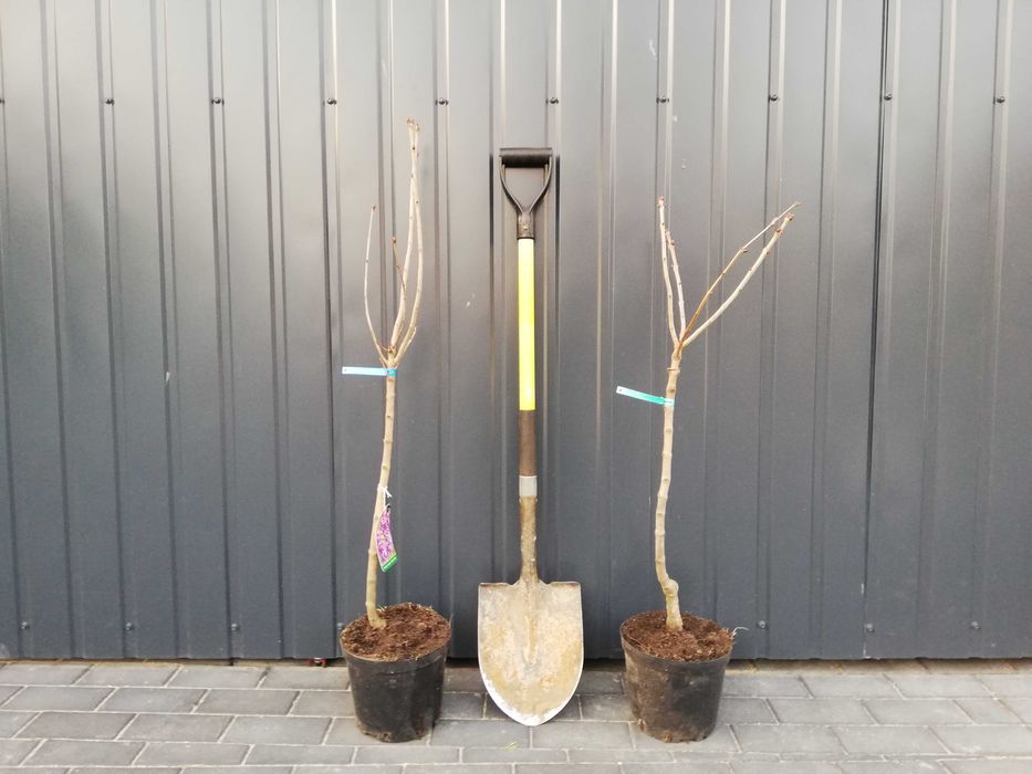 Lilak na pniu- HIT w ogrodzie !!!