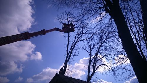 Wycinka drzew,usługi rębakiem,czyszczenie terenów,koszenie,transport