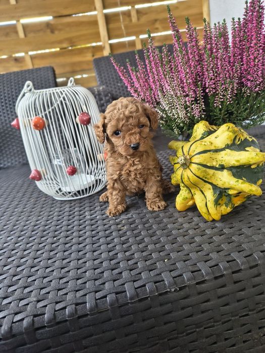 Pudel toy , red , suczka