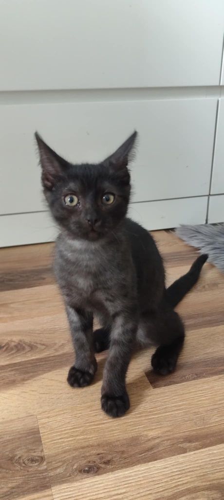 Śliczności do adopcji dwa kochane kocurki