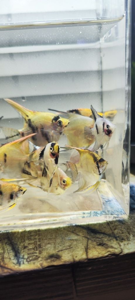 Skalry blue koi młodzież