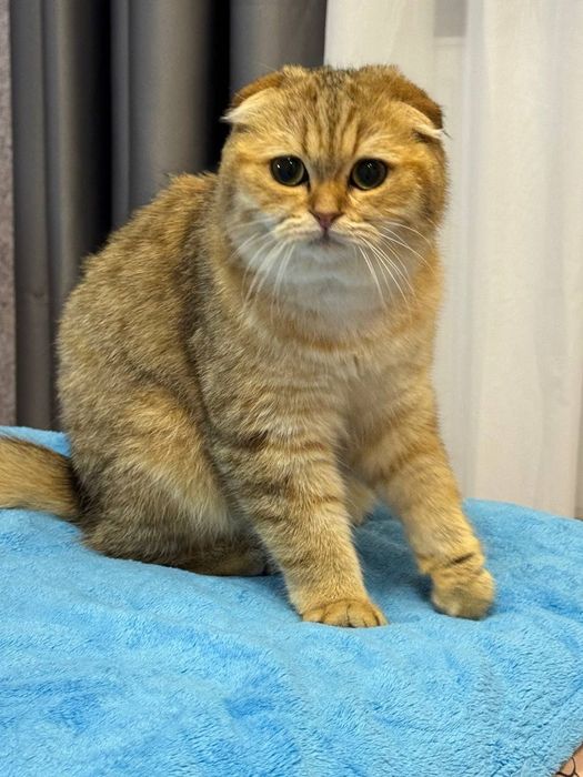 Чудова киця ,чудо у Вашій родині