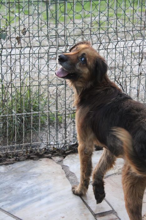 Cadela cega a precisar de ajuda