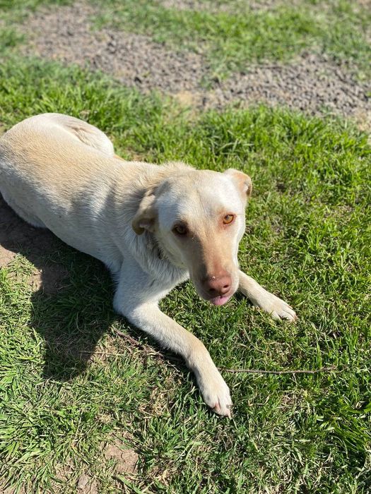 Отдам даром в добрые руки собачек метисы лабрадора