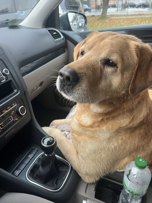 Случка лабрадор ретривер