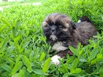 Sunia rasy shih tzu gotowa do zmiany domu