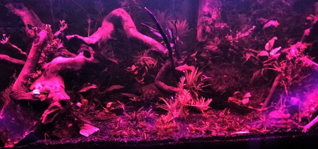 Świetlowka led akwarium roślinne 50cm plant grow gwarancji