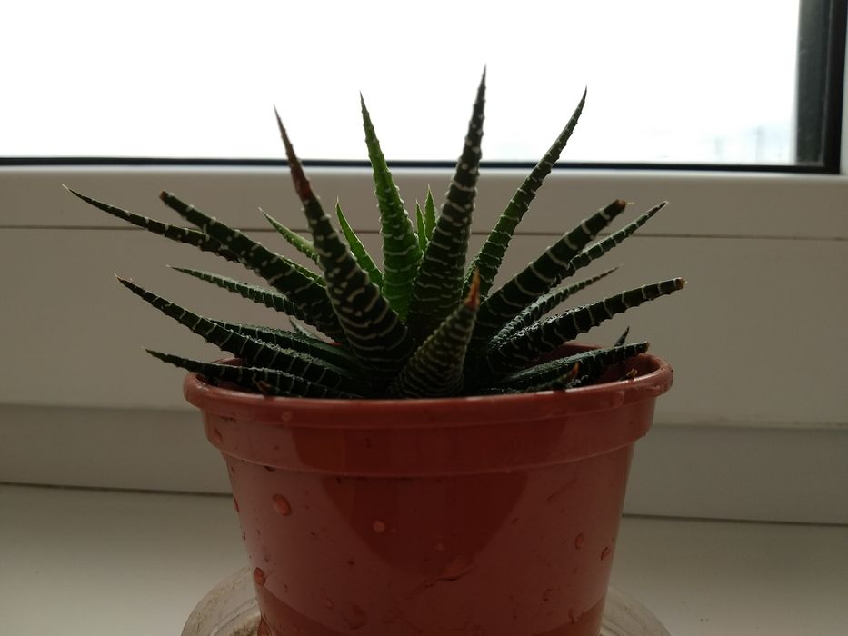 Сукулент Хавортія смугаста