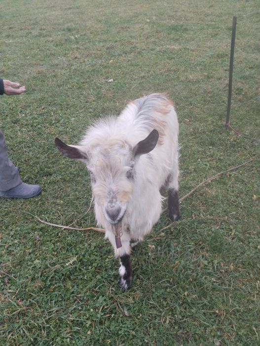 Продам добротного козликаа