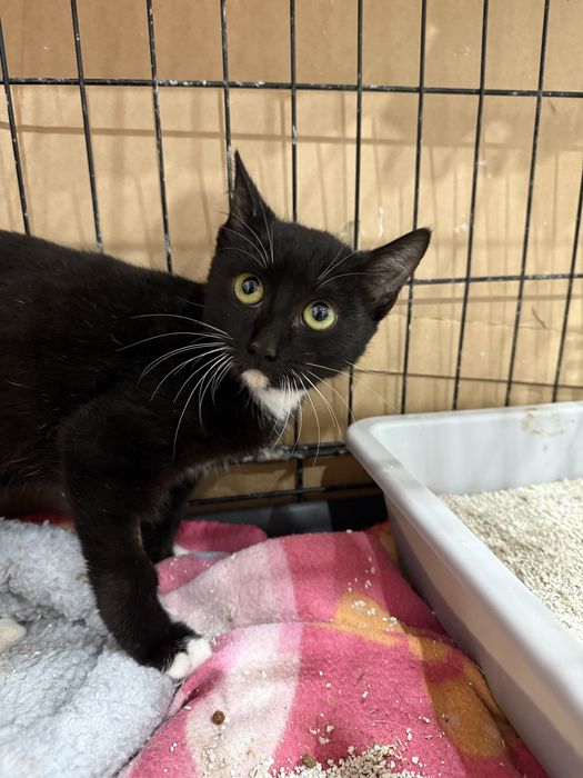 Gatinho 4 meses para adoção