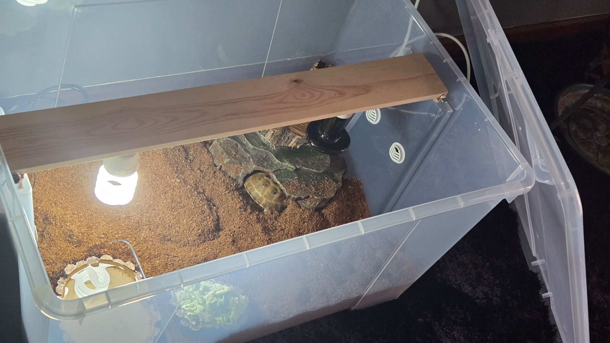 Terrario para tartaruga